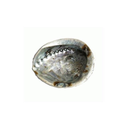 Mini abalone schelp (op=op)