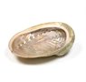Abalone schelp Haliotis diversicolor