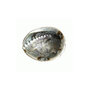 Mini abalone schelp (op=op)